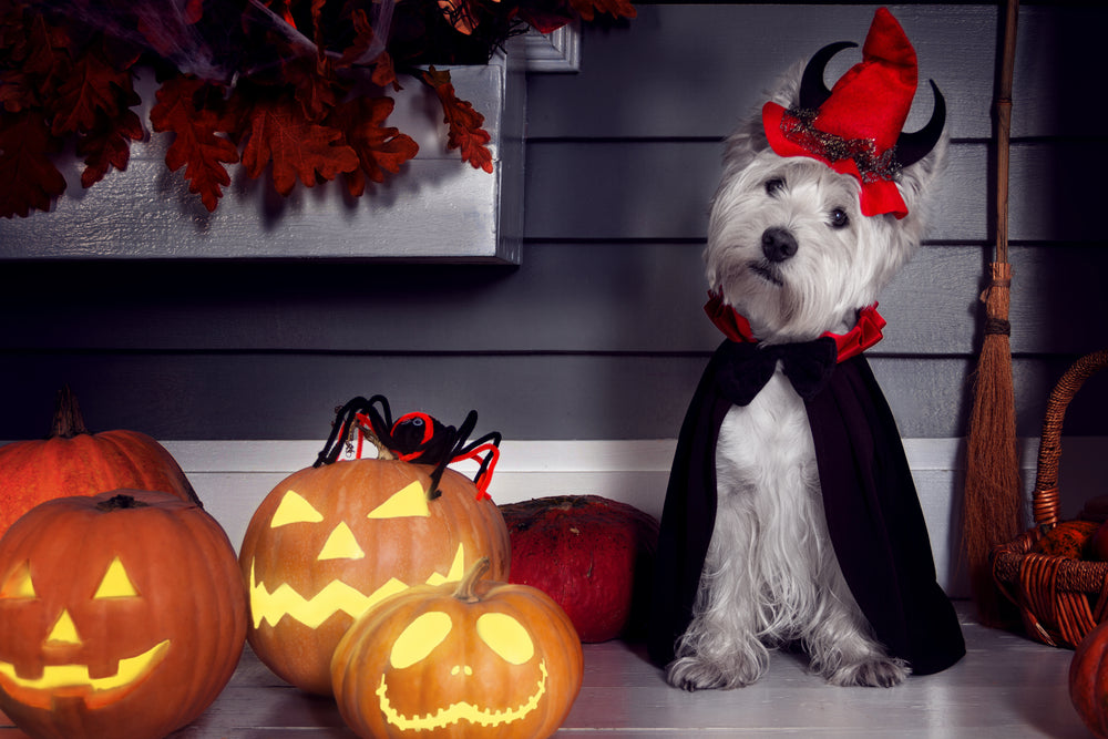 Calming Pets During Trick or Treating: A How-to Guide