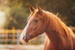 Your Horse And CBD